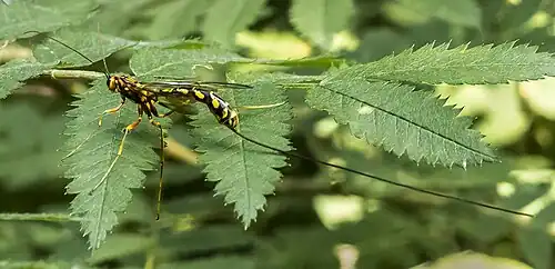 Megarhyssa superba ♀