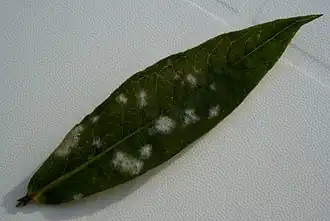 Mehltau auf Phlox; leichte Besiedlung mit sichtbaren Mycelienherden