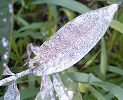 Mehltau, voll besiedeltes Blatt und Pflanzenteile