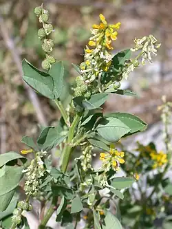 Habitus, Laubblätter und Blütenstände von Melilotus italicus