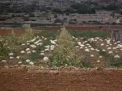 Melonenanbau in der Region von Mellieħa