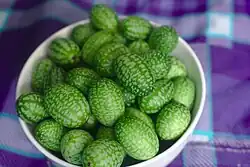 Mexikanische Minigurke