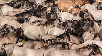 Aalstriche beim Dülmener Wildpferd