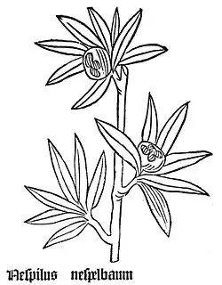 Gart der Gesundheit, 1485