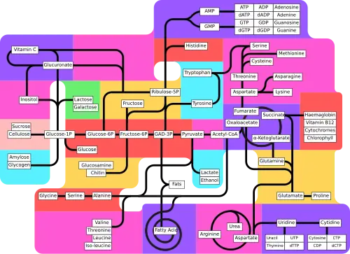 Metabolism pathways (partly labeled)