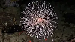 Achtstrahlige Weichkoralle aus der Gattung Metallogorgia aus der Familie derChrysogorgiidae, aufgenommen bei einer der Tiefseeexpedition, NOAA (2010)