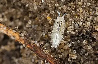 Metatrichoniscoides leydigi