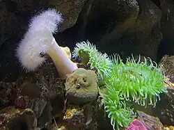 Seeanemonen