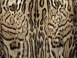 Zwei Rosetten oder Blumen