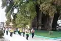 Mexikanische Sumpfzypresse (Taxodium mucronatum): Dieses Exemplar, der „Baum von Tule“, steht in Santa María del Tule im Bundesstaat Oaxaca, Mexiko und ist nach dem Stammdurchmesser der „dickste Baum der Welt“.