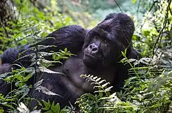 Mgahinga-Gorilla-Nationalpark