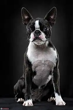 Studiofotografie eines Boston Terriers, 2016