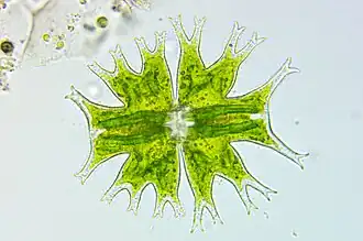 Micrasterias furcata
