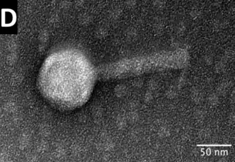 TEM-Aufnahme der lytischen Pseudomonas-Phagen AC20 („Pseudomonas-Phage vB_PaeM_HTN4“)[8]