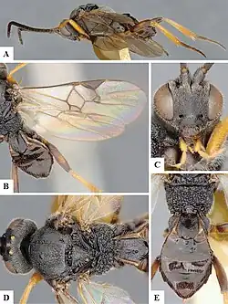 Microplitis flavipalpis