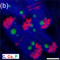 Die EDXS-Element­kar­te zeigt Anordnung von Karbonat- (rote Far­ben) und Poly­phos­phat-Ein­schlüs­sen (grü­ne Far­ben). Balken 1&nbsp;µm.[8]