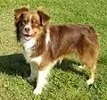 Miniature American Shepherd