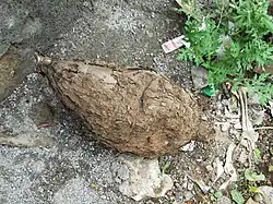 Mauka (Mirabilis expansa, Mirabilis jalapa)