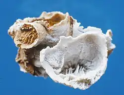 Mitrodendron mitratum, Sl. Heinroth