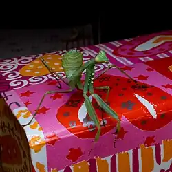 Frontalansicht eines jungen Weibchens im vierten Stadium