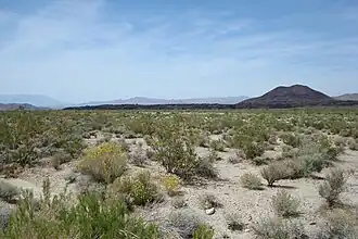 Schlackenkegel nördlich von Kelso