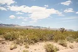 Kreosotbüsche vor den Ivanpah Mountains