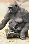 Gorilla, Weibchen mit Jungtier
