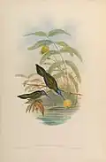 Yukatandegenflügel illustriert von John Gould und Henry Constantine Richter