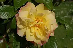 ‘Moon Light’, Kordes, 2003