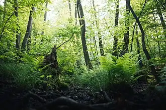 Moor bei Wüstenjerichow