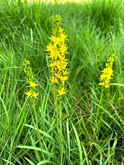 Die seltene Moorlilie war im Gebiet heimisch