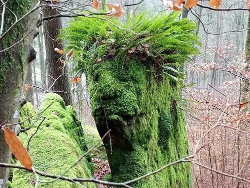 Mooskopf am Naturdenkmal Seelenfelsen