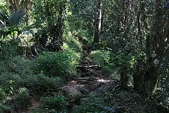 Der Morne Blanc Nature Trail führt durch dichten Regenwald zu einer Aussichtsplattform an der Spitze des Morne Blanc