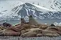 Walrosskolonie auf Prinz-Karl-Vorland