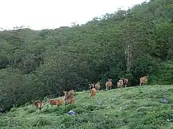 Eine Gruppe von Rindern grast auf 1200&nbsp;m Höhe