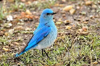 Berghüttensänger (Sialia currucoides)