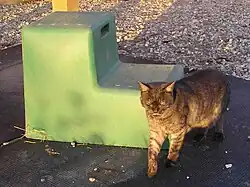 Moderne Aufsteighilfe aus Kunststoff, mit Katze zum Größenvergleich