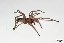 … und Männchen der Kleinen Mausspinne (S. blackwalli).