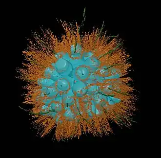 Koloriertes Mikrophoto einer Kolonie von B. monosierra. Zellkörper (türkis) und zur Fortbewegung durchs Wasser dienende Geißeln (braun).