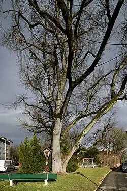 Das Wegkreuz unter einer mächtigen Eiche