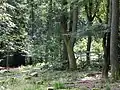 Eichen- und Buchenwald nahe Schießbahn 4
