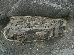 Konkretion - ein marines Fossil