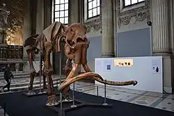 Mammouths, des géants en vallée de l'Eure, 2022.