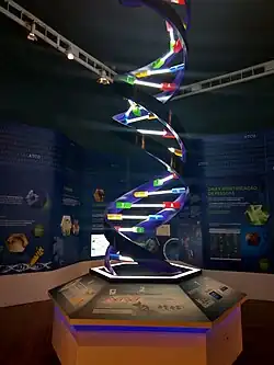 Doppelhelix: Modell der Desoxyribonukleinsäure (DNS)