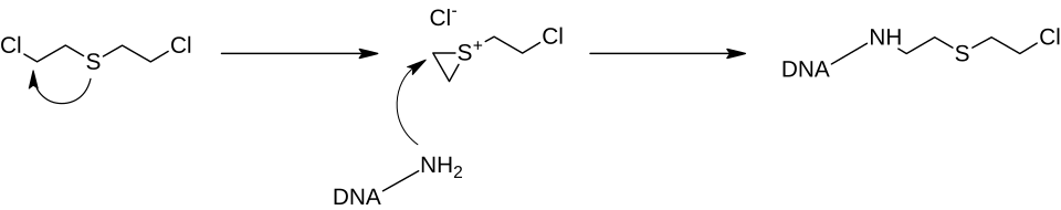 Alkylierung von DNA-Aminogruppen mit Bis(chloroethyl)thioether