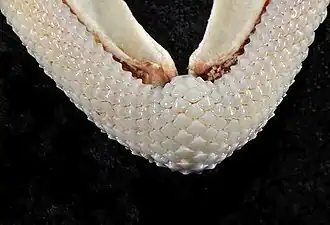 Die unteren Zahnreihen