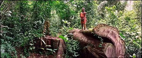 Baka Boy, Kamerun 2009
