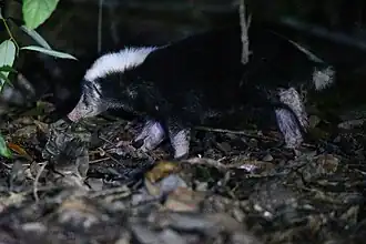 Sunda-Stinkdachs (Mydaus javanensis)