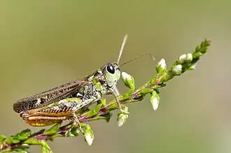 Gefleckte Keulenschrecke, Männchen