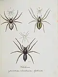 Ausschnitt aus Monographia Aranearum = Monographie der Spinnen von Carl Wilhelm Hahn (1820)